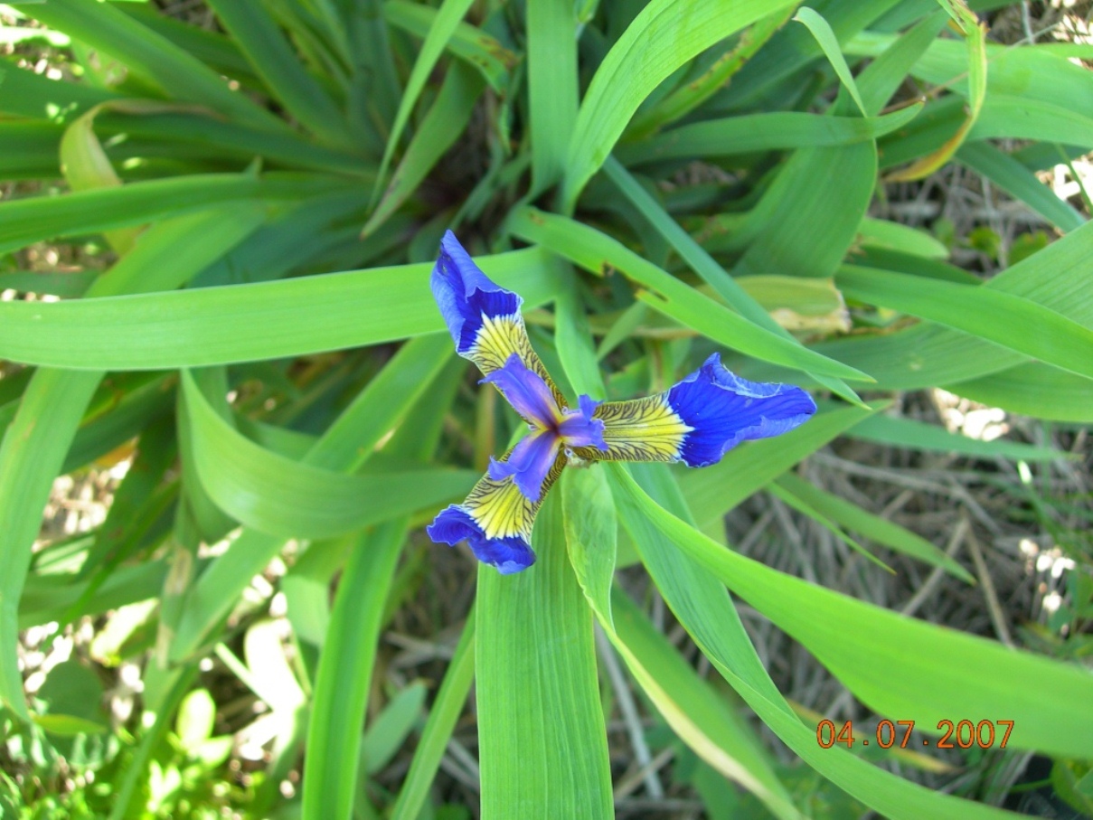 Image of Iris setosa specimen.