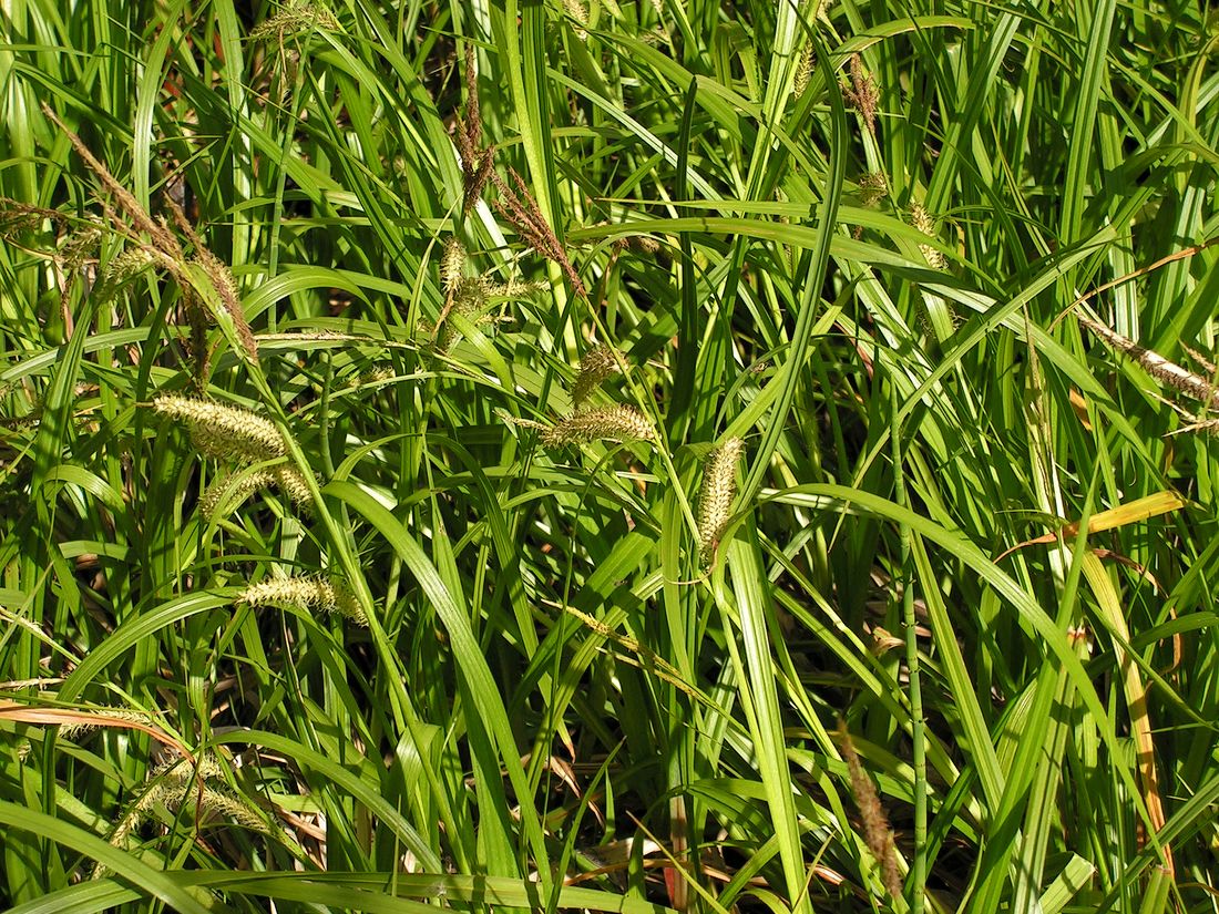 Image of Carex rhynchophysa specimen.