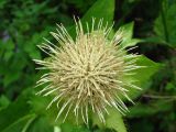 Cirsium oleraceum. Соцветие (вид сверху). Украина, Львовская обл., Бориславский горсовет, пгт Сходница. 11.08.2012.