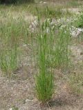 Agropyron pectinatum. Плодоносящие растения (морфа без воскового налёта). Украина, г. Запорожье, возле Детской железной дороги. 28.05.2009.