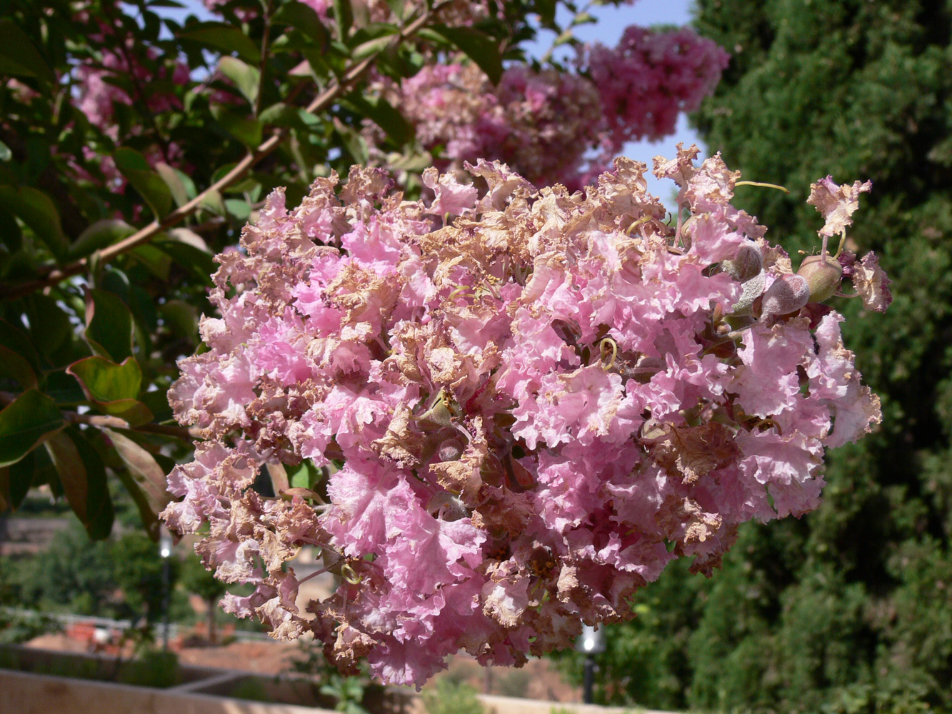 Изображение особи Lagerstroemia indica.