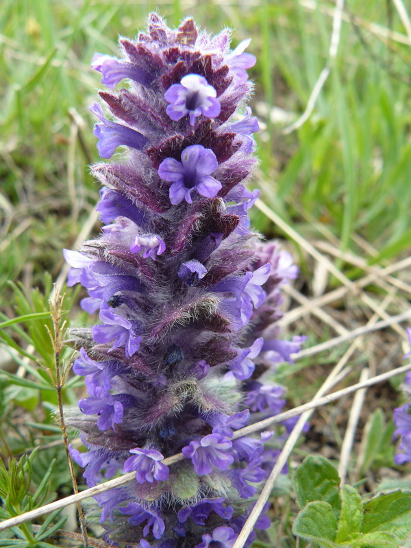 Image of Ajuga orientalis specimen.