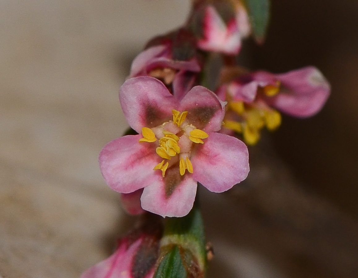 Image of Polygonum equisetiforme specimen.