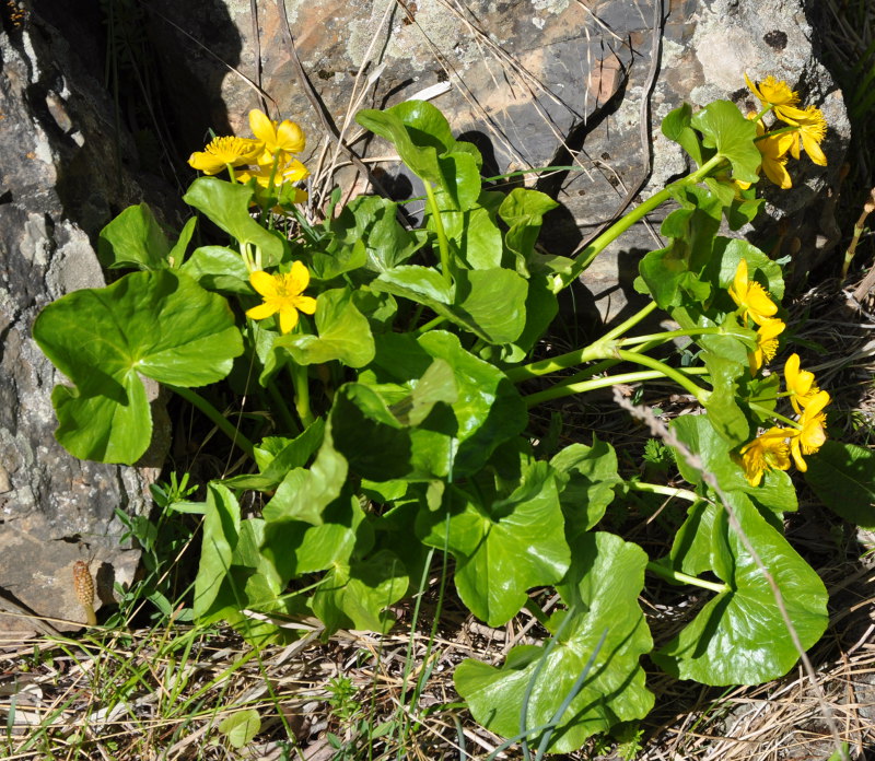 Изображение особи Caltha polypetala.