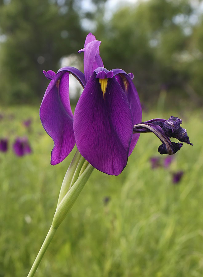 Изображение особи Iris ensata.