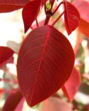 Смотреть изображение Euphorbia cotinifolia