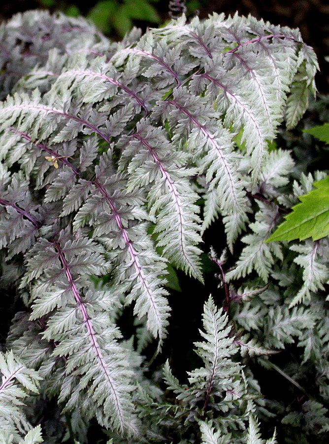 Image of Athyrium niponicum specimen.