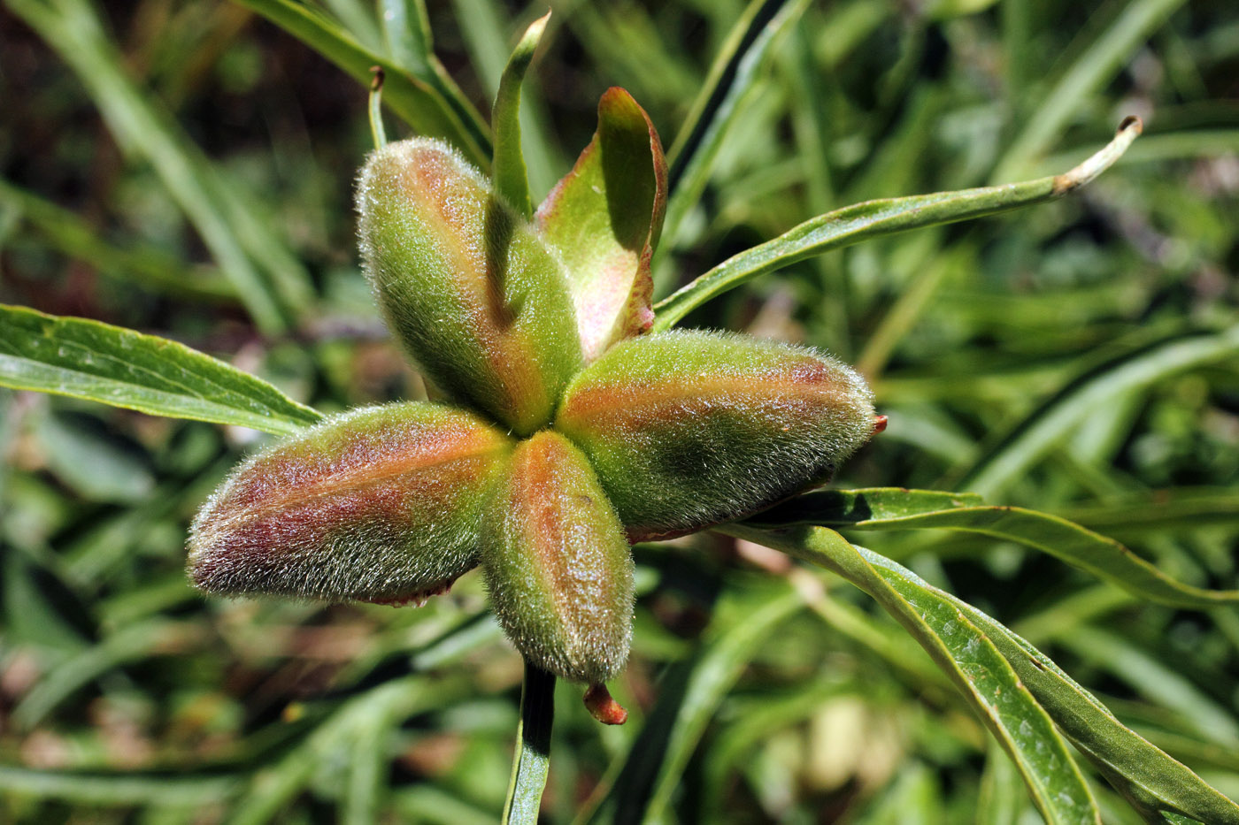 Image of Paeonia hybrida specimen.