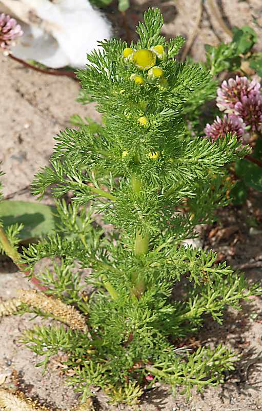 Image of Matricaria discoidea specimen.