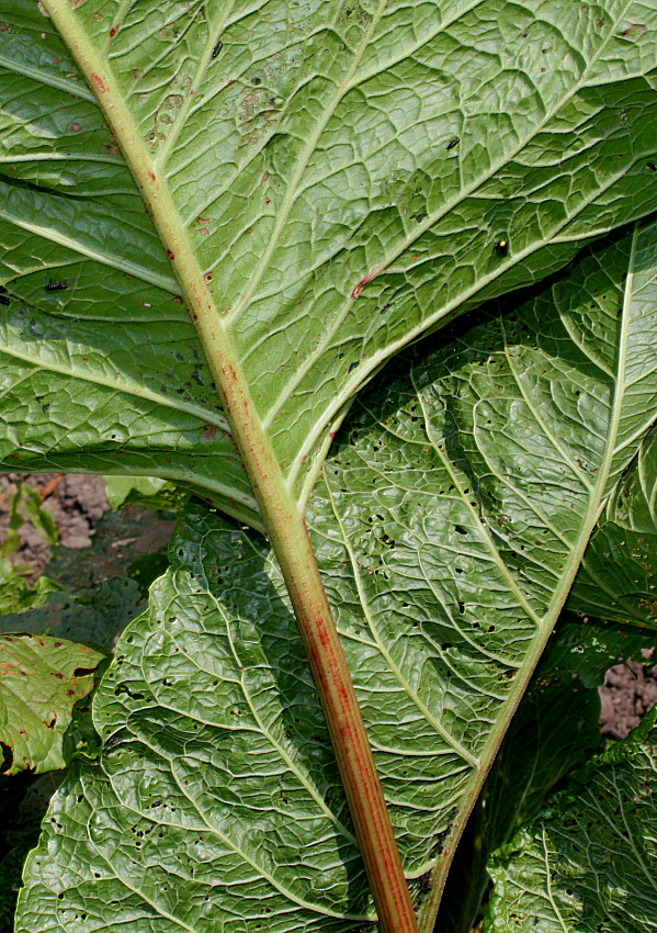 Image of Rumex alpinus specimen.