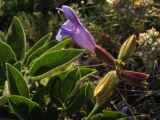 Salvia ringens. Соцветие. Краснодарский край, Новороссийск, мыс Шесхарис, прибрежный склон Маркотхского хребта, можжевеловое редколесье, выс. 536 м н.у.м. 21.07.2013.