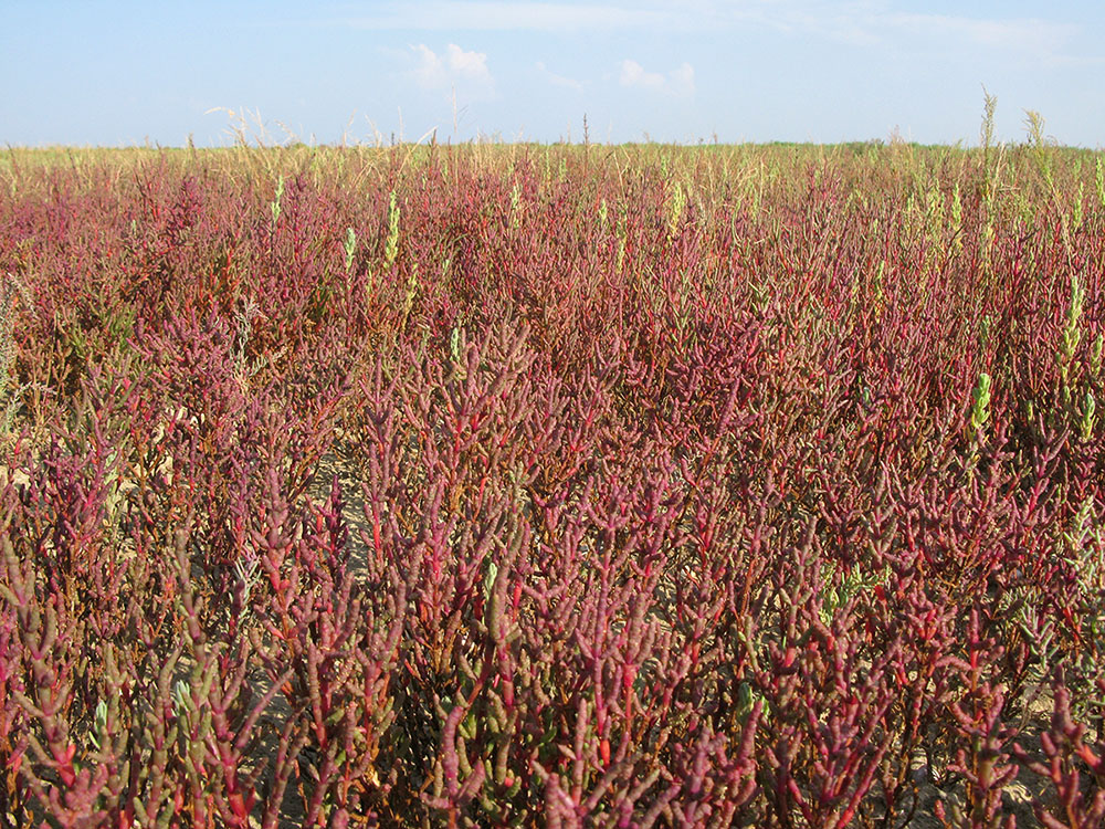 Image of Salicornia perennans specimen.