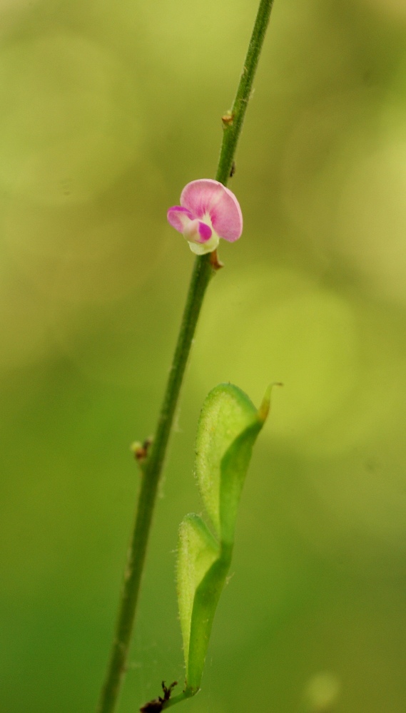 Изображение особи Podocarpium mandshuricum.