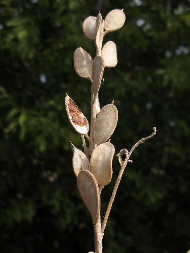 Image of Fibigia eriocarpa specimen.