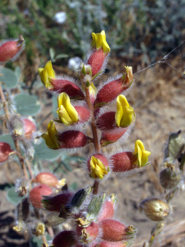 Image of Astragalus chiwensis specimen.