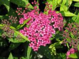 Spiraea japonica. Соцветие. Украина, г. Запорожье, Запорожский детский ботанический сад. 15.06.2008.