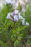 Oxytropis sordida. Соцветие и листья. Цветущее растение. Кольский п-ов, Хибины, подножие у южного склона массива Кукисвумчорр. 18.06.2013.