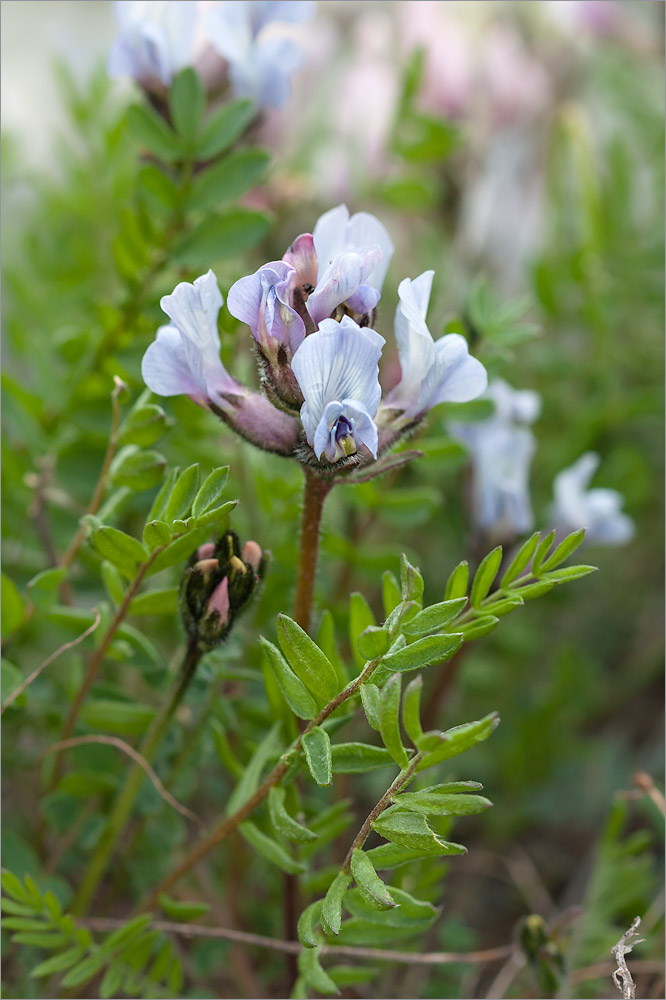 Image of Oxytropis sordida specimen.