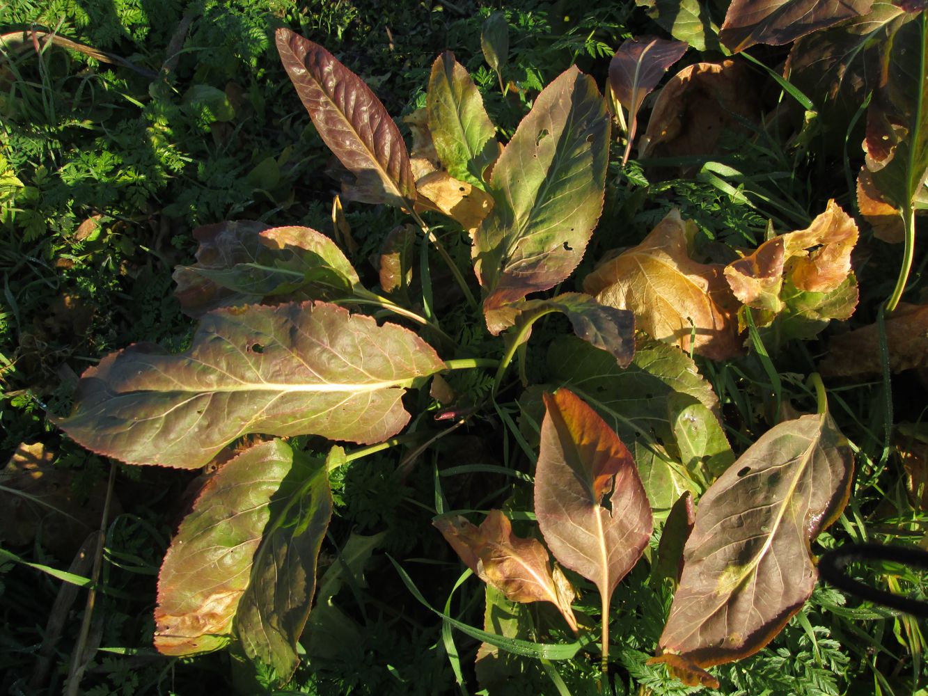 Изображение особи Lepidium latifolium.