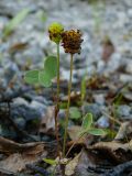 Trifolium spadiceum