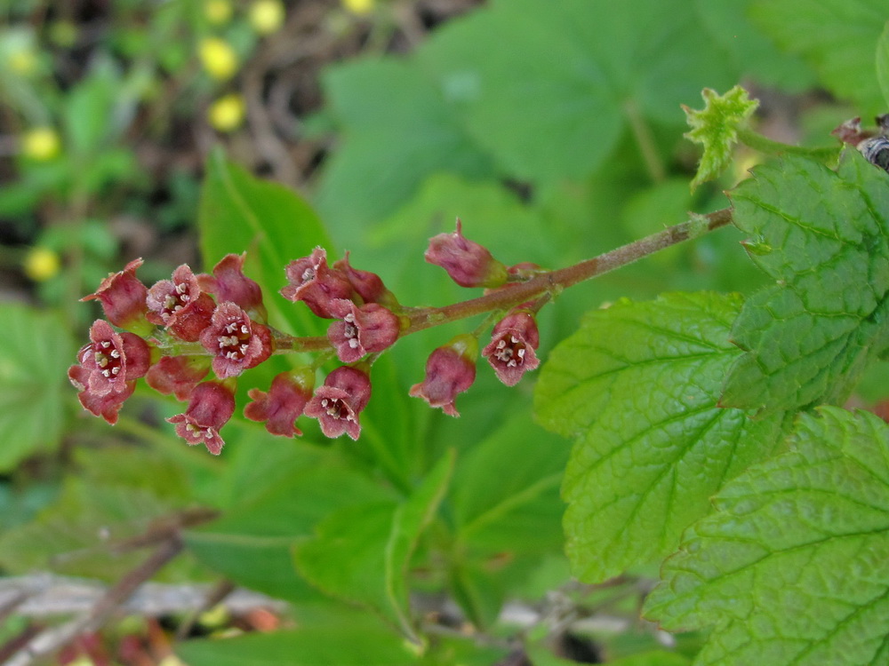 Изображение особи род Ribes.