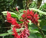 Смотреть изображение Alpinia purpurata