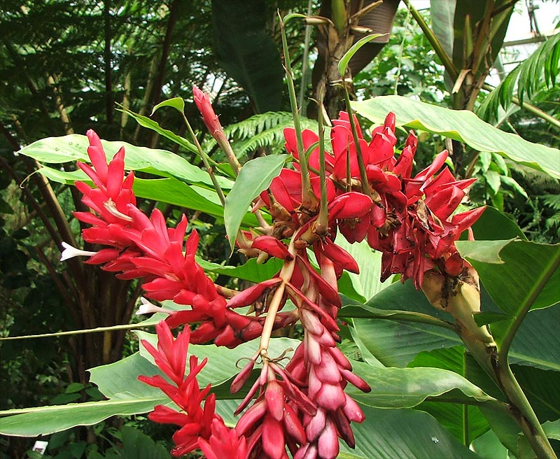 Image of Alpinia purpurata specimen.