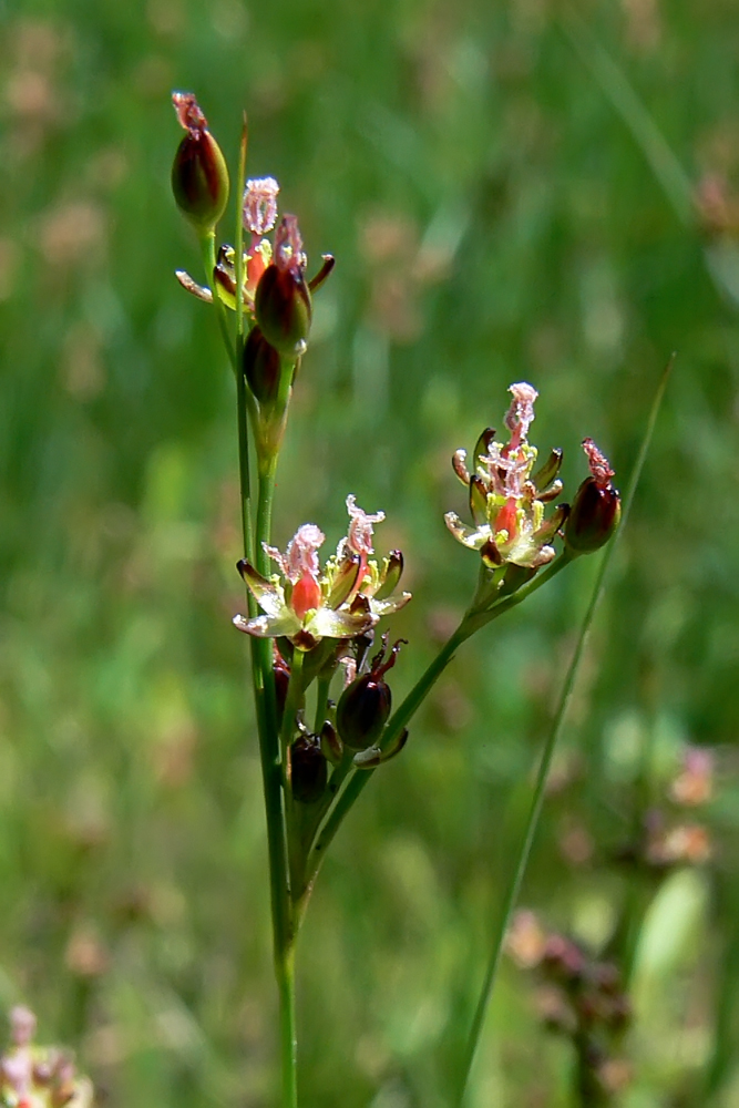 Image of Juncus compressus specimen.