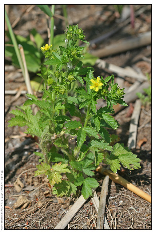 Изображение особи Potentilla norvegica.