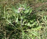 Cirsium esculentum. Цветущее растение. Восточный Казахстан, Уланский р-н, окр. с. Украинка, луг. 24.08.2010.