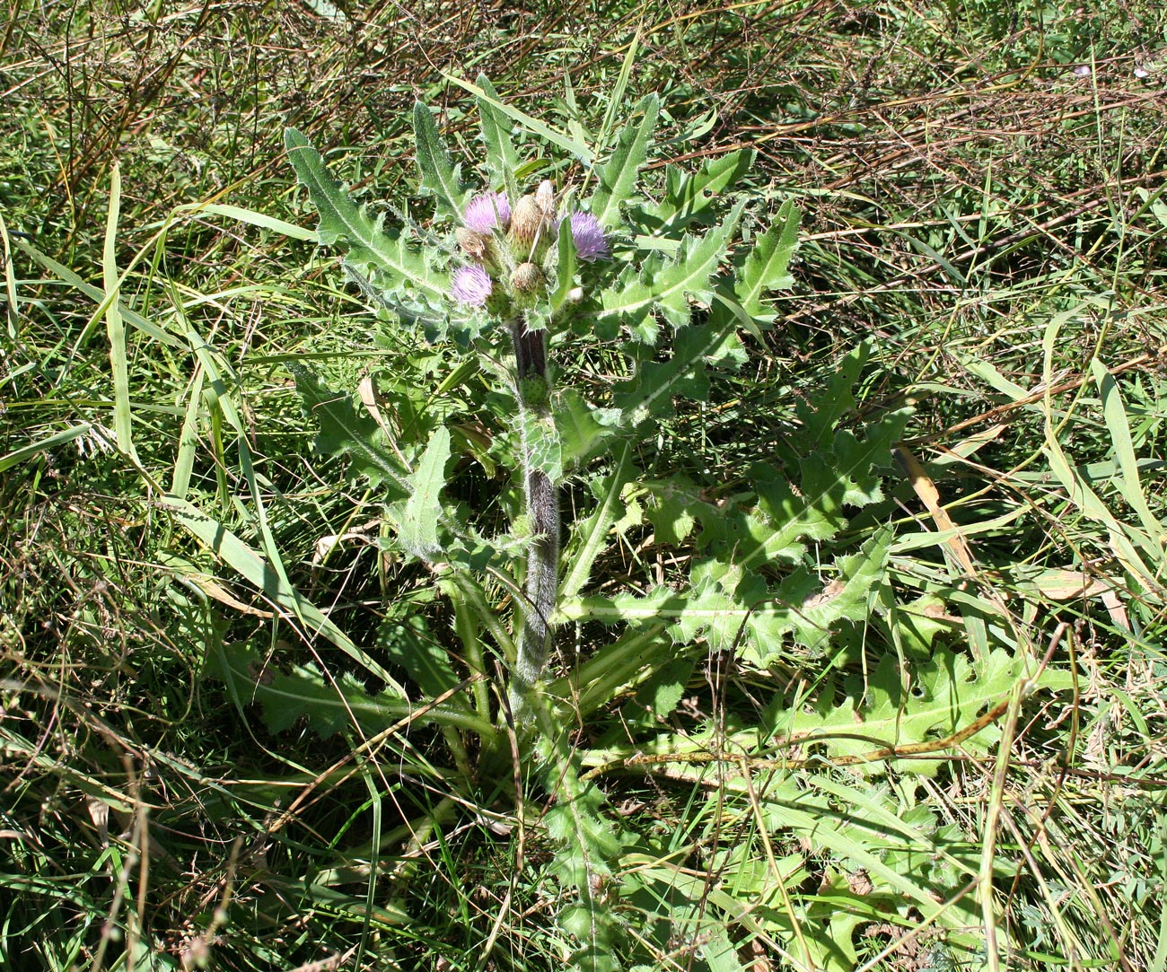 Image of Cirsium esculentum specimen.