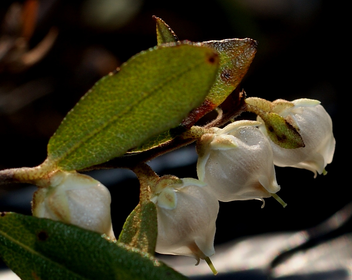 Image of Chamaedaphne calyculata specimen.