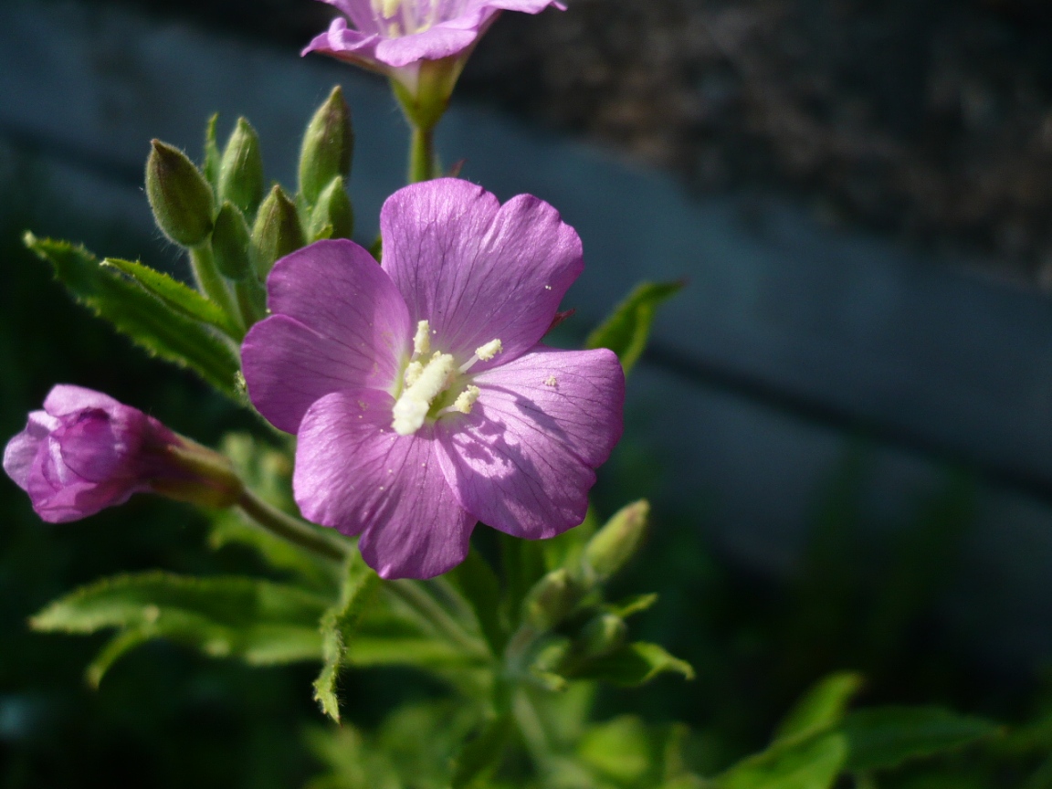 Изображение особи Epilobium hirsutum.