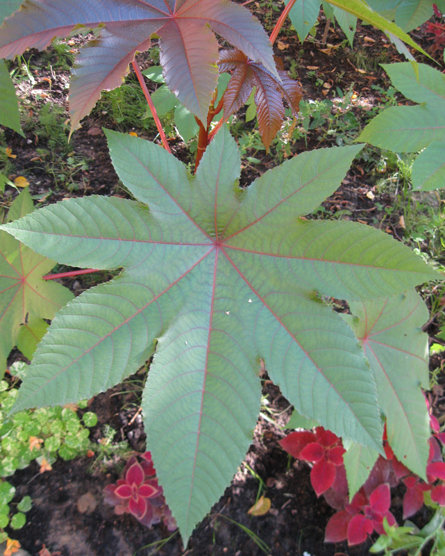 Изображение особи Ricinus communis.