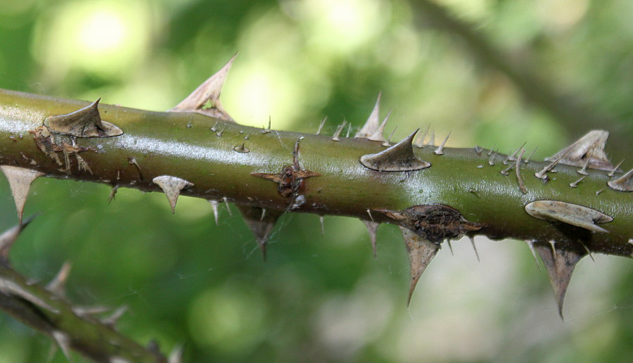 Image of Rosa villosa specimen.