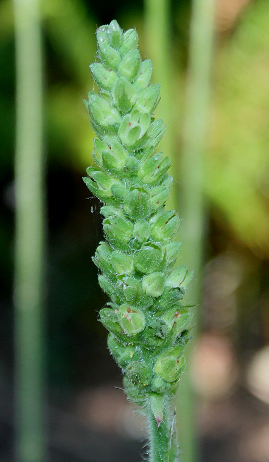 Image of Heuchera cylindrica specimen.