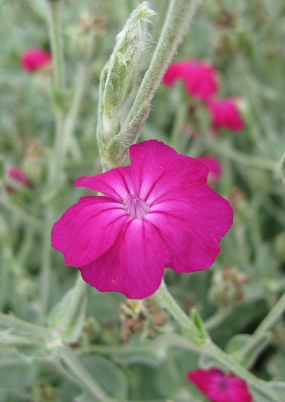 Image of Lychnis coronaria specimen.