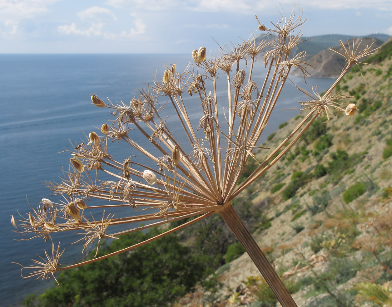 Image of Heracleum stevenii specimen.