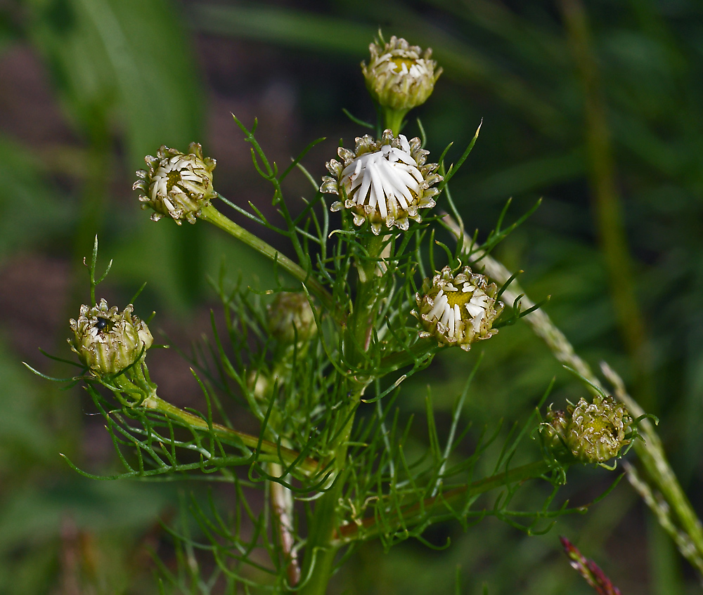 Изображение особи Tripleurospermum inodorum.