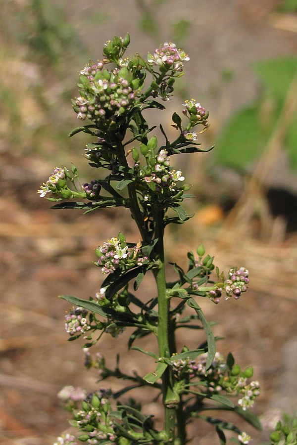 Image of Lepidium graminifolium specimen.