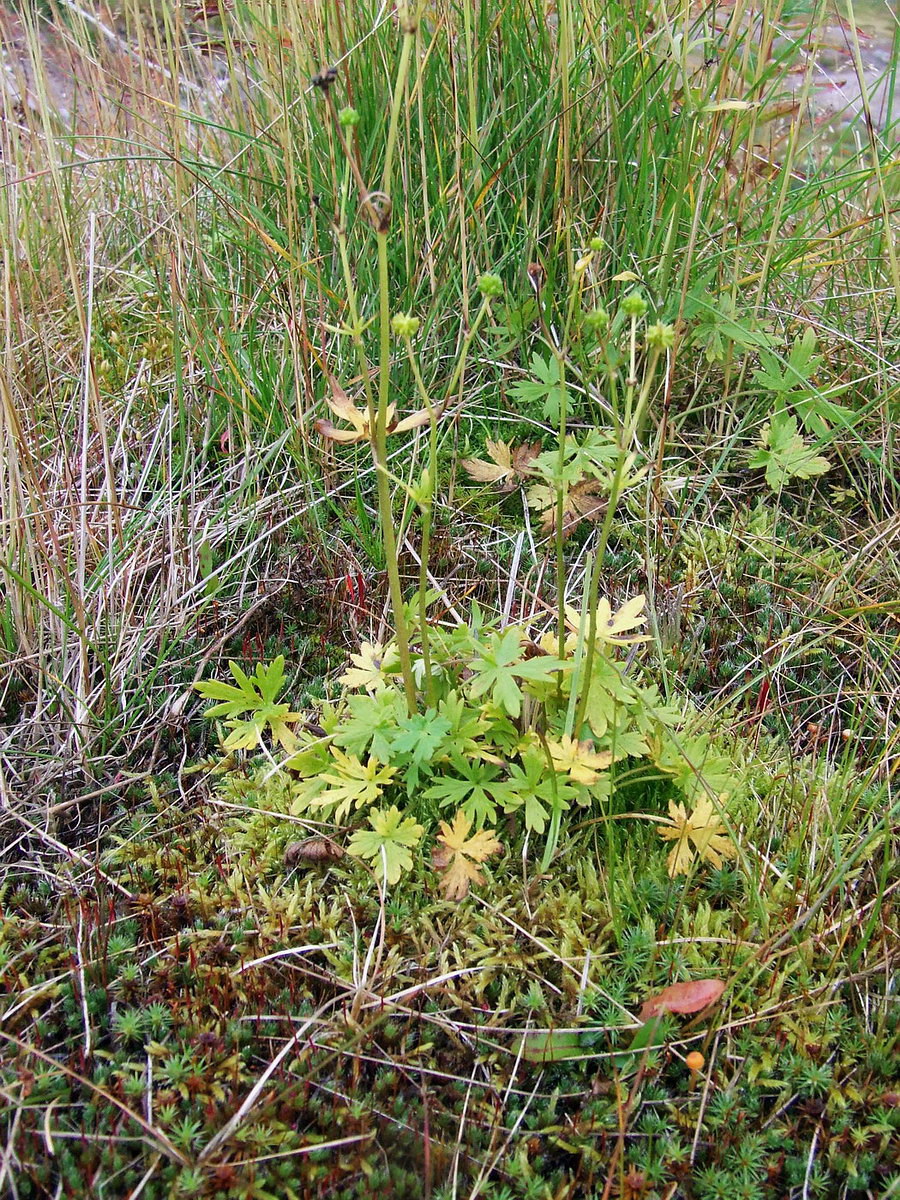 Image of Ranunculus propinquus specimen.