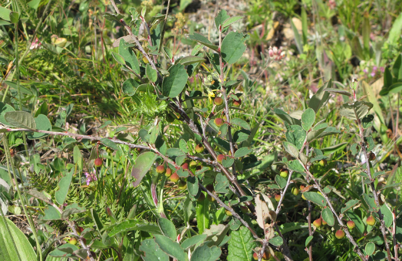 Image of Cotoneaster integerrimus specimen.