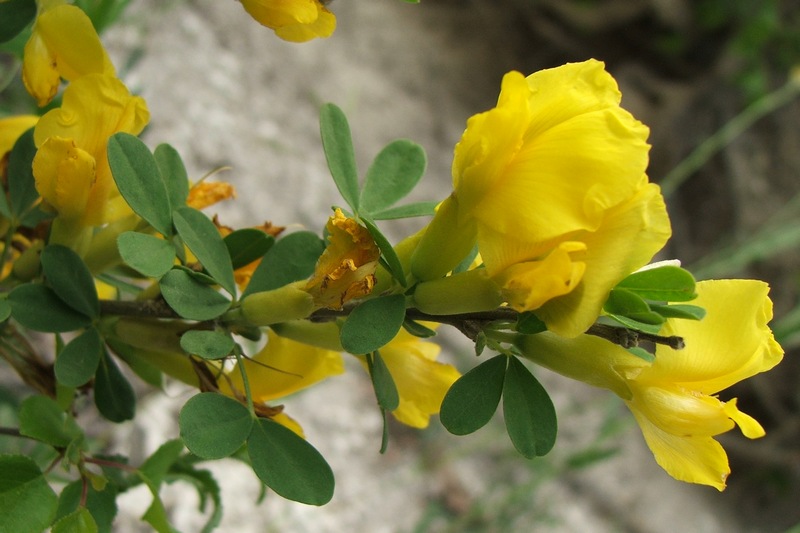 Image of Chamaecytisus ruthenicus specimen.