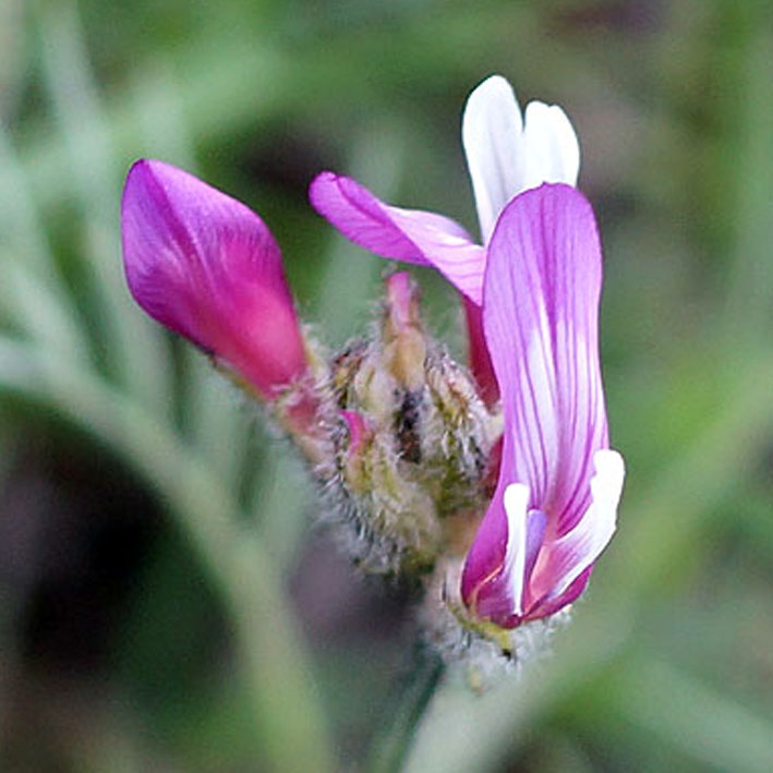 Изображение особи Astragalus angustissimus.