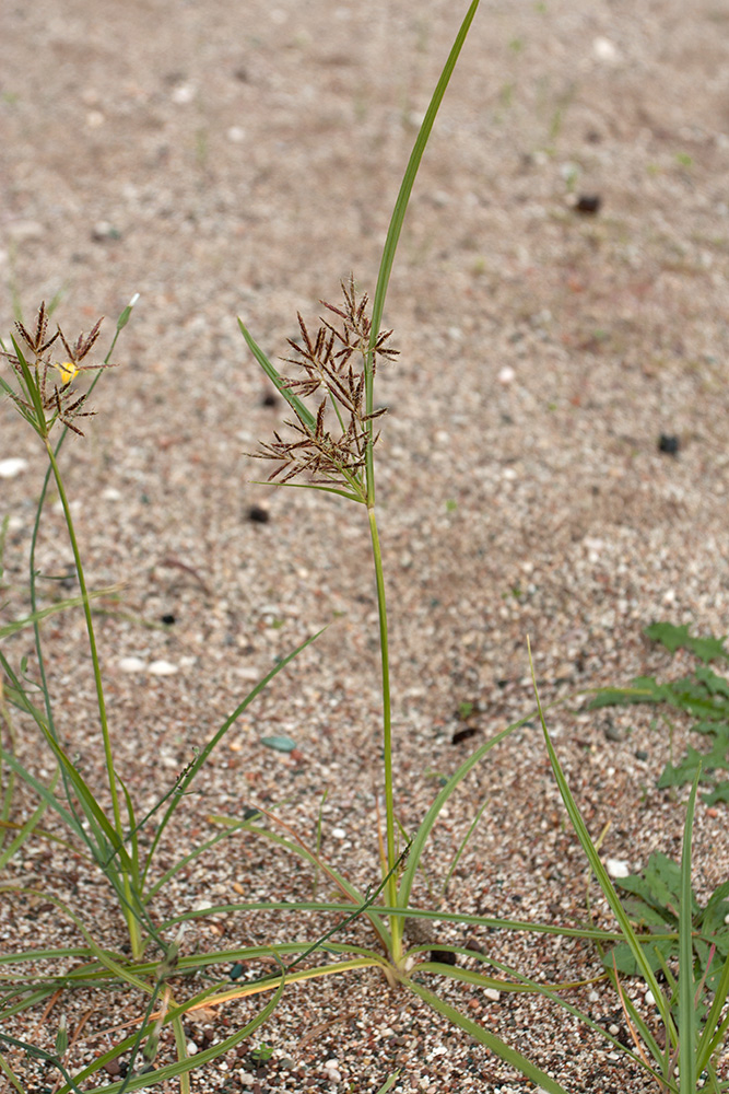 Изображение особи Cyperus longus.