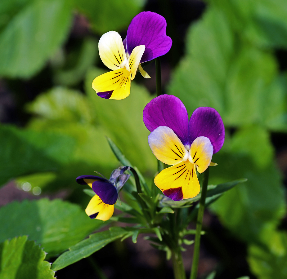 Изображение особи Viola tricolor.