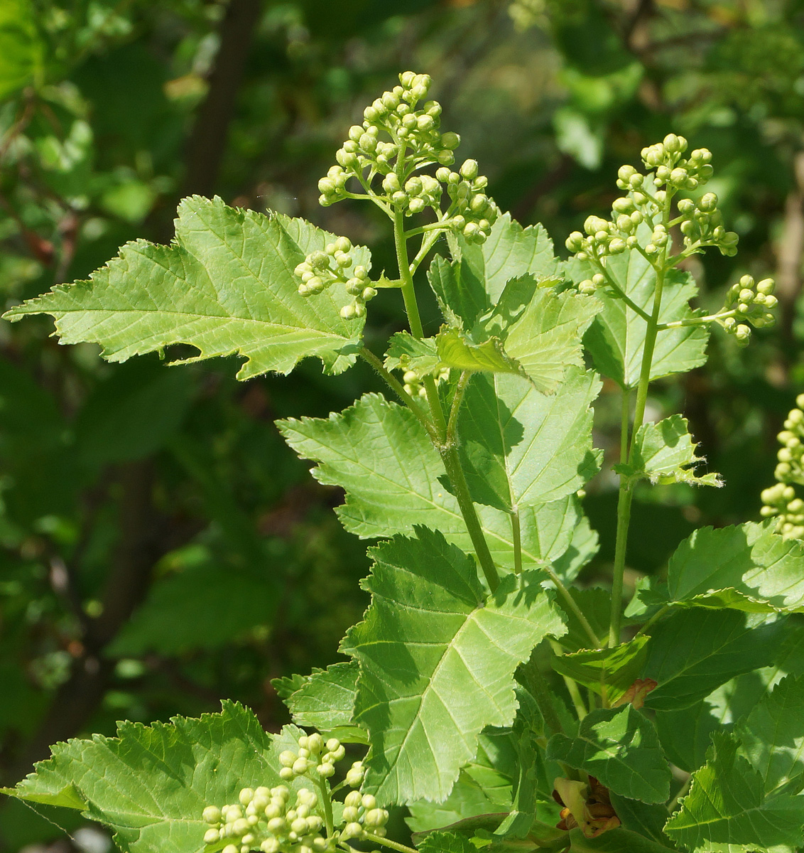 Image of Acer tataricum specimen.