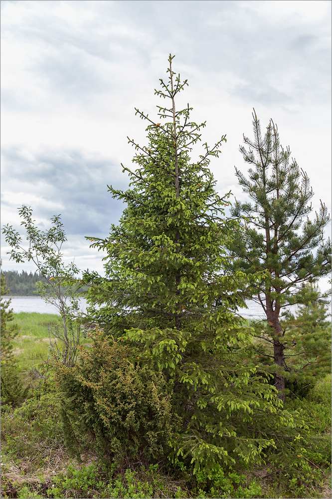 Изображение особи Picea obovata.