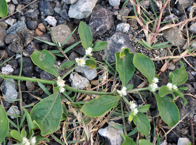 Изображение особи Gomphrena celosioides.