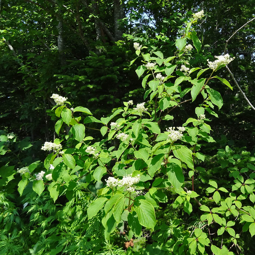 Image of Hydrangea paniculata specimen.